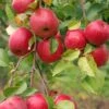 Honeycrisp Apple -Raintree Nursery shutterstock 18033403 2 1