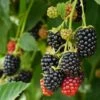World's Finest Thornless Blackberry Bundle (6 Plants) -Raintree Nursery shutterstock 2278834367