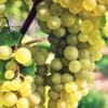 Interlaken Seedless Grape -Raintree Nursery shutterstock 228403507