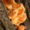 Chicken Of The Woods Mushroom Dowels (100) -Raintree Nursery shutterstock 228756181 1