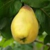 Van Deman Quince -Raintree Nursery shutterstock 279878615