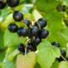 Otelo Black Currant -Raintree Nursery shutterstock 288370247