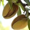 Hall's Hardy Almond -Raintree Nursery shutterstock 310404764