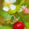 Profumata Musk Strawberry -Raintree Nursery shutterstock 31985767 1