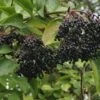 Nova Elderberry