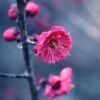 Kanko Bai Flowering Apricot 1 Kanko Bai Flowering Apricot -Raintree Nursery shutterstock 36221416