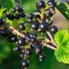 Boskoop Giant Black Currant