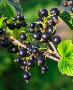 Boskoop Giant Black Currant