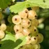 Primus White Currant -Raintree Nursery shutterstock 400449280