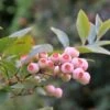 Pink Popcorn® Blueberry -Raintree Nursery shutterstock 449143405 1