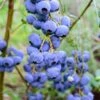 Bluegold Blueberry -Raintree Nursery shutterstock 460547209 1