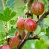 Jahn's Prairie Gooseberry 2 Jahn's Prairie Gooseberry -Raintree Nursery shutterstock 466143932