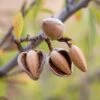 All In One Almond -Raintree Nursery shutterstock 475794103
