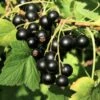 Wellington XXX Black Currant -Raintree Nursery shutterstock 49241371 1