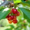 Kansas Sweet Cherry -Raintree Nursery shutterstock 54968818