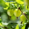 Whitesmith Gooseberry 2 Whitesmith Gooseberry -Raintree Nursery shutterstock 554664052 1