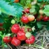Capron Musk Strawberry -Raintree Nursery shutterstock 56673937