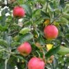 Foxwhelp Cider Apple 1 Foxwhelp Cider Apple -Raintree Nursery shutterstock 585414392 1