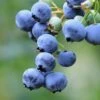 Bushel And Berry® Perpetua® Blueberry -Raintree Nursery shutterstock 58923367 1