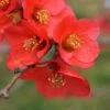Super Fusion Flowering Quince -Raintree Nursery shutterstock 599712029