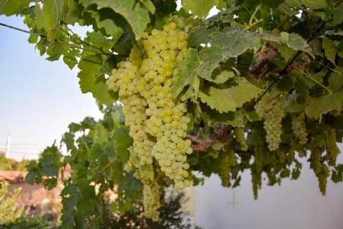 Thompsons Seedless Grape 3 Thompsons Seedless Grape