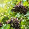 Sampo Elderberry -Raintree Nursery shutterstock 650694832 1