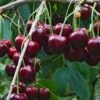 Tehranivee Cherry 1 Tehranivee Cherry -Raintree Nursery shutterstock 672977416