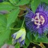 Passiflora Maypop 1 Passiflora Maypop -Raintree Nursery shutterstock 687434260 1