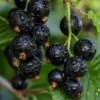 Ben Sarek Black Currant -Raintree Nursery shutterstock 688798615 1