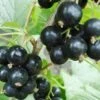 Hilltop Baldwin Black Currant 2 Hilltop Baldwin Black Currant -Raintree Nursery shutterstock 692408818