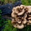 Maitake Mushroom Dowels (100) 1 Maitake Mushroom Dowels (100) -Raintree Nursery shutterstock 708694474