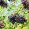 Korsor Elderberry -Raintree Nursery shutterstock 722683237 1