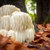 Lion's Mane Mushroom 100 Dowels -Raintree Nursery shutterstock 742473607