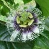 Black Knight Passiflora -Raintree Nursery shutterstock 744206440 1