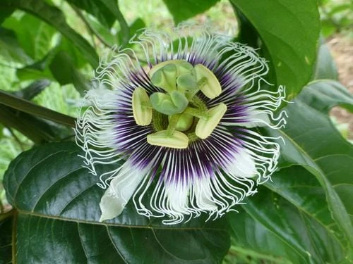 Black Knight Passiflora