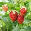 Eversweet Strawberry Bundle (3 Packs) 1 Eversweet Strawberry Bundle (3 Packs) -Raintree Nursery shutterstock 79541821 1d8a6bb2 21ef 4e8d 9f7f 3f2f779f59e6