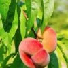 Saturn Peach 1 Saturn Peach -Raintree Nursery shutterstock 81081247