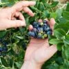Alpha Brunswick Maine Blueberry -Raintree Nursery shutterstock 92554873 1