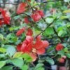 Victory Flowering Quince 1 Victory Flowering Quince -Raintree Nursery shutterstock image