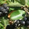 Nero Aronia -Raintree Nursery shutterstock image 12 1 1