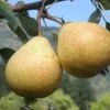 Hendre Huffcapp European Perry Pear -Raintree Nursery shutterstock image 17 1
