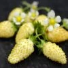 Yellow Alpine Strawberry 2 Yellow Alpine Strawberry -Raintree Nursery shutterstock image 1 1 1