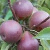 Seckel European Pear -Raintree Nursery shutterstock image 4 1 1