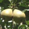 Barnett European Perry Pear -Raintree Nursery shutterstock image 7