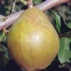 Warren European Pear -Raintree Nursery shutterstock image 7 1 1