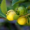 Lemon Guava -Raintree Nursery shutterstock image 81 1