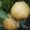 White Doyenne European Pear -Raintree Nursery shutterstock image 8 1 1