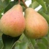 Stuttgarter Geishirtle European Pear -Raintree Nursery shutterstock image 9 1 1