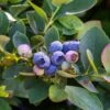Bushel And Berry® Silver Dollar® Blueberry -Raintree Nursery sildol