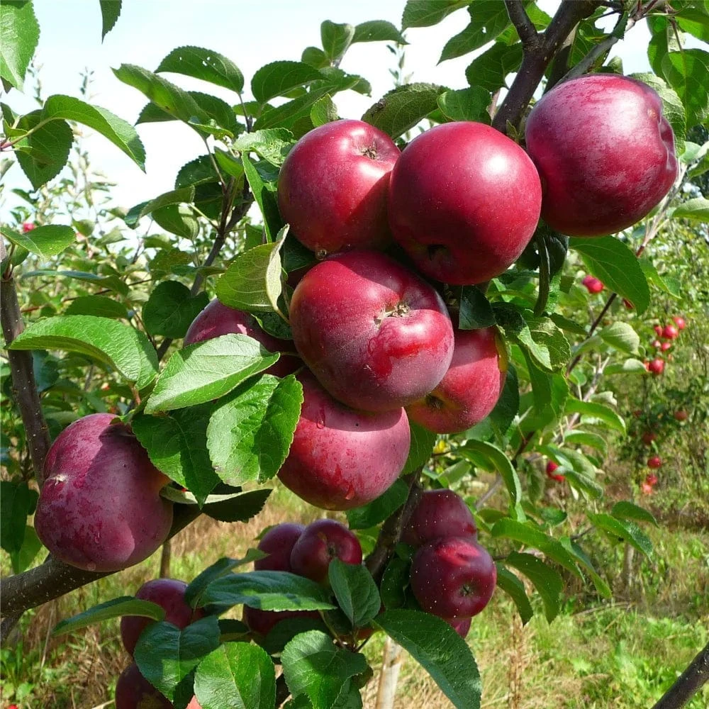 Honeycrisp And Spartan Apple Bundle (3 Trees) 3 Honeycrisp And Spartan Apple Bundle (3 Trees)